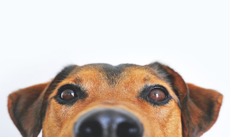 Epilepsie beim Hund – Wie damit umgehst | Dr. Sam