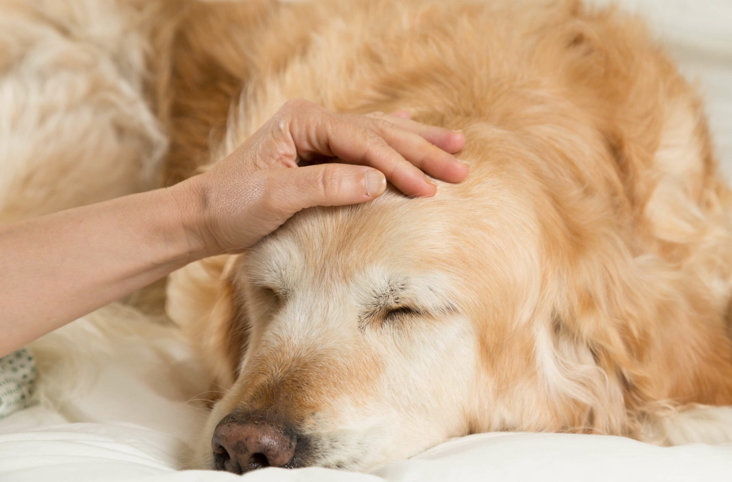 Fieber beim Hund – Wie du es wirksam senken kannst Dr. Sam
