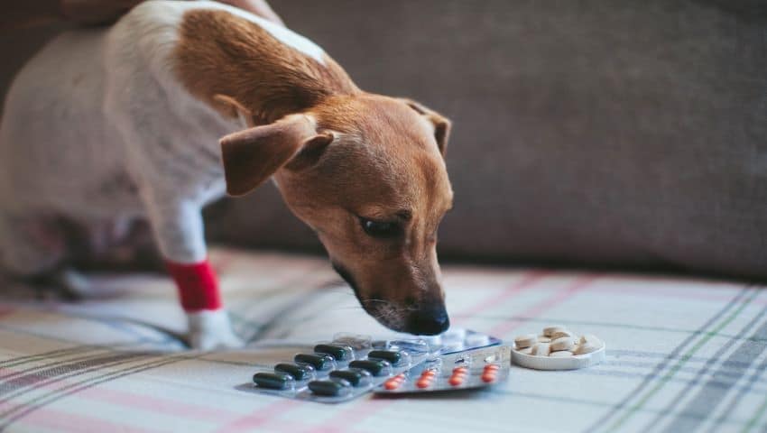 kann das Immunsystem eines Hundes stärken? | Dr. Sam